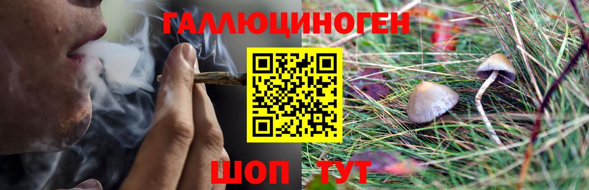 Псилоцибиновые грибы мицелий Горно-Алтайск